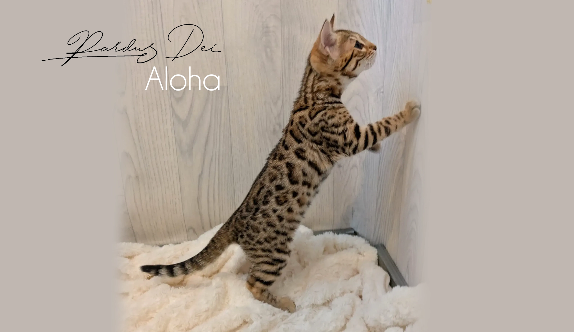 Chat Bengal